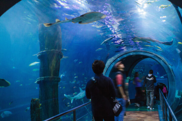 Melbourne Editorial - Robert Seba